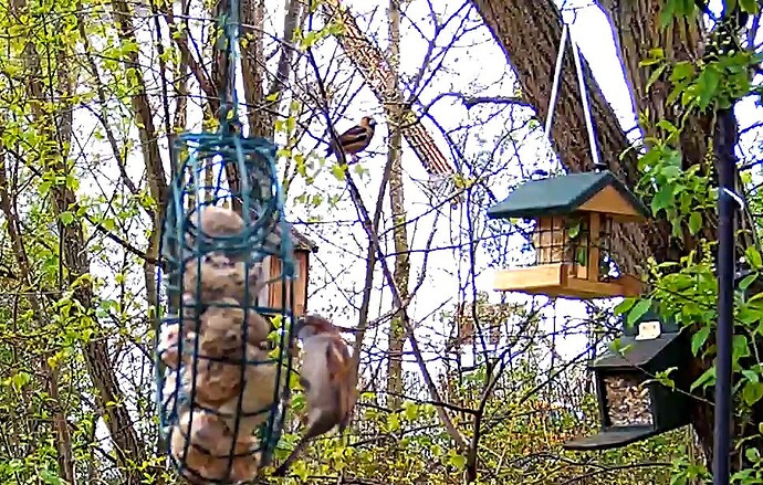 Kernbeisser beim Anflug