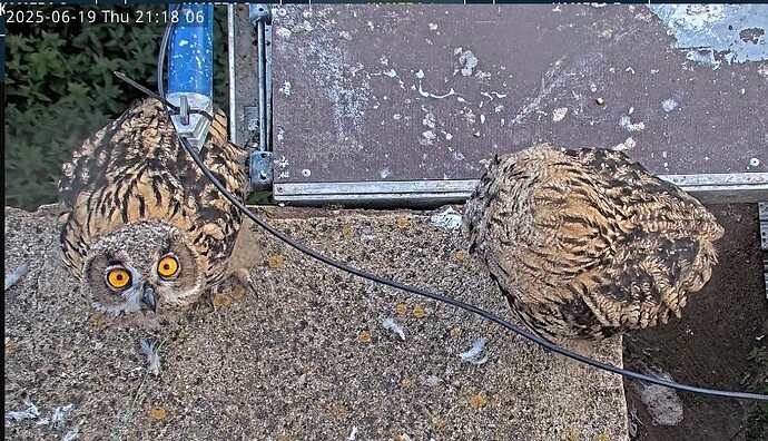 Screenshot 2025-06-19 211327