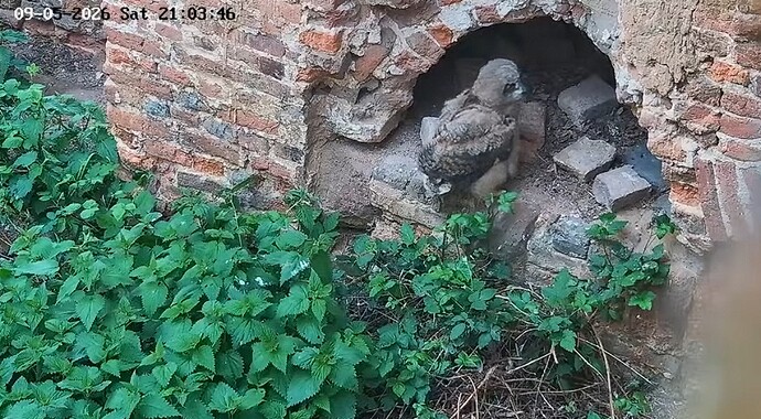 U445