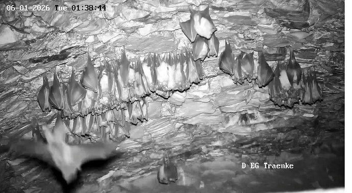 2026-01-06_2 ab 01.00 fliegendes Langohr 1