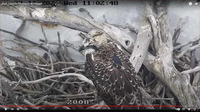 os3_221123_Zoe_low_nest