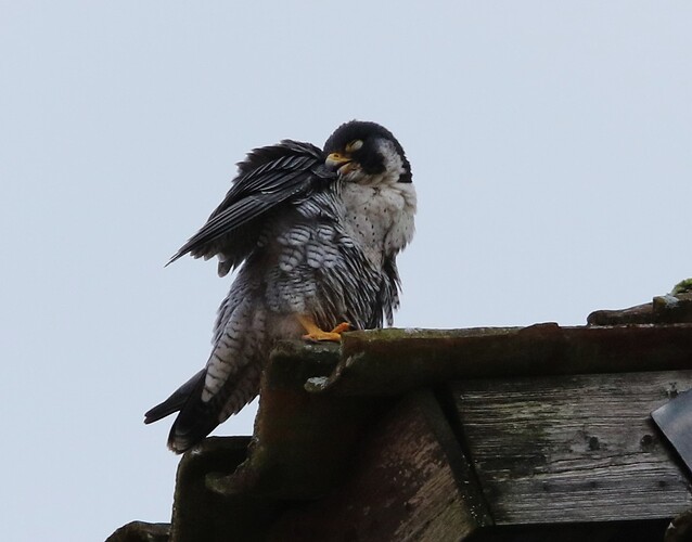 Falco Samstag Putzen 1