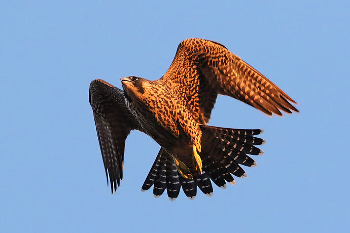 Jungfalke abends 20a