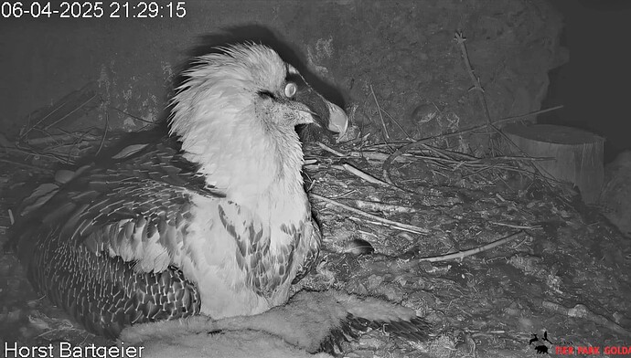 Screenshot_20250406_213016_Chrome