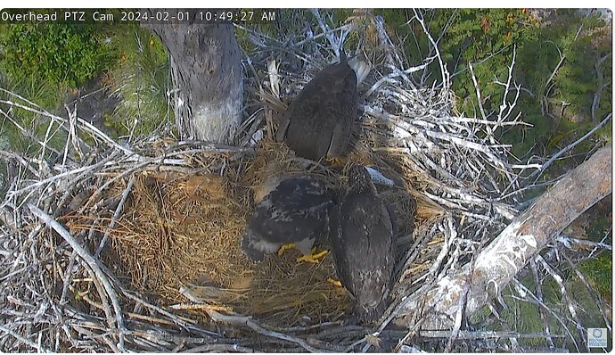 Screenshot 2024-02-01 172011