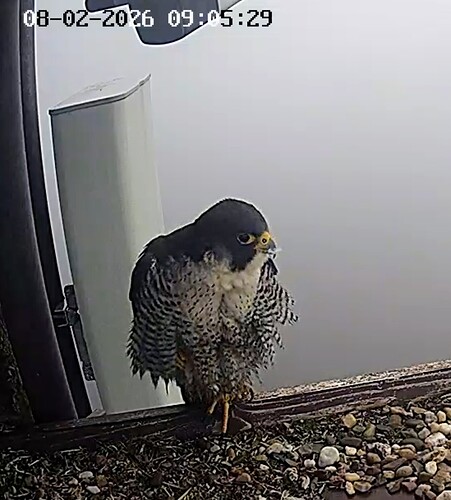 Screenshot_2026-02-08-09-05-05-316_com.android.chrome~2