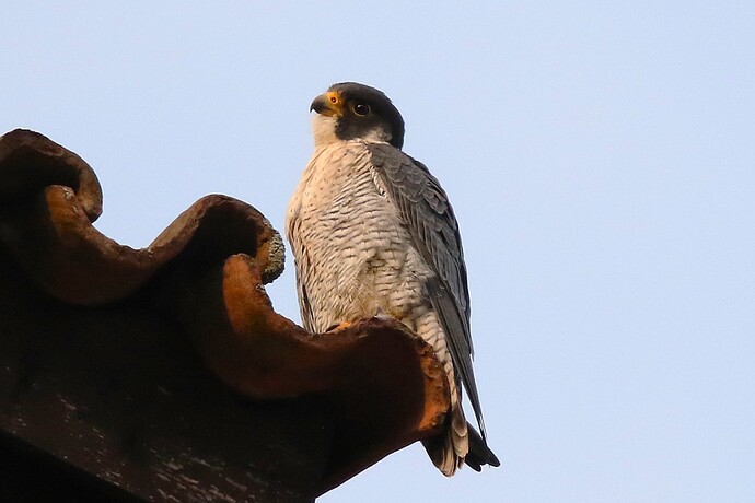 Falco nachmittags 3