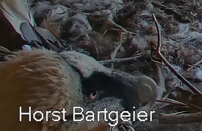 Mascha im Horst 10.08.25