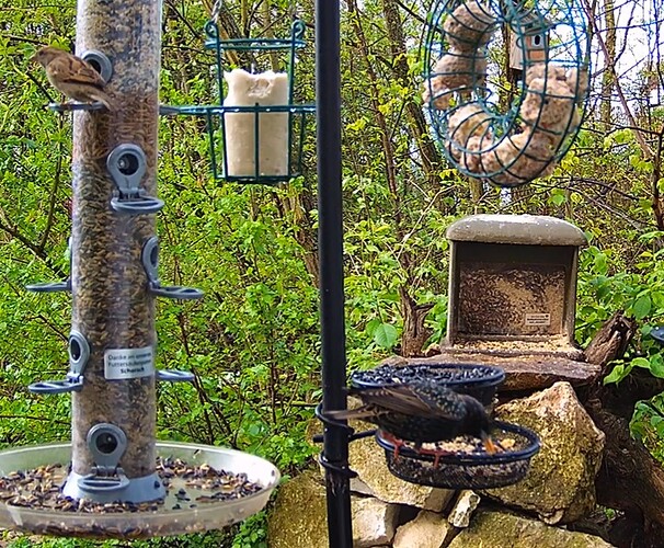 Spatz und Star beim Frühstück 04.04.24
