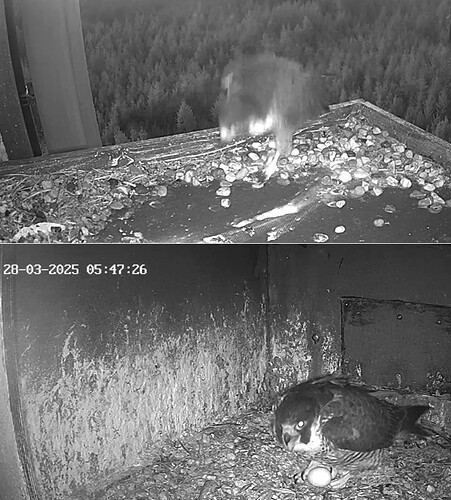 Screenshot_20250328_054223_Samsung Internet