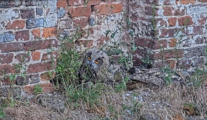 Screenshot_20250609_205800_YouTube