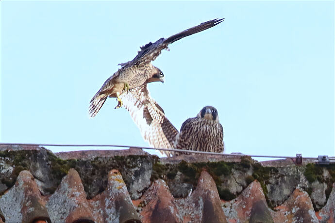 Jungfalken 2a