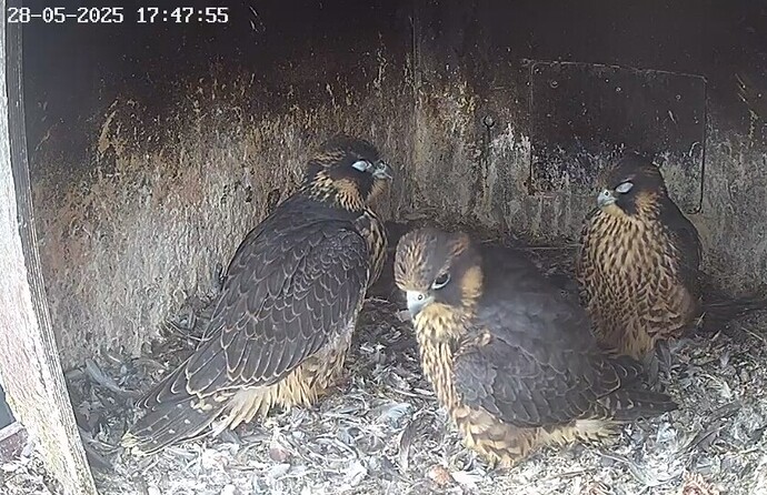 Screenshot_20250528_184257_Chrome