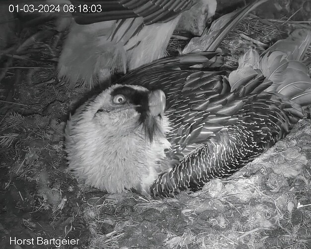 Screenshot_2024-03-01-08-18-17-546_com.android.chrome