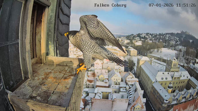 CAM3_Camera1_CAM3_20260107115126_534608