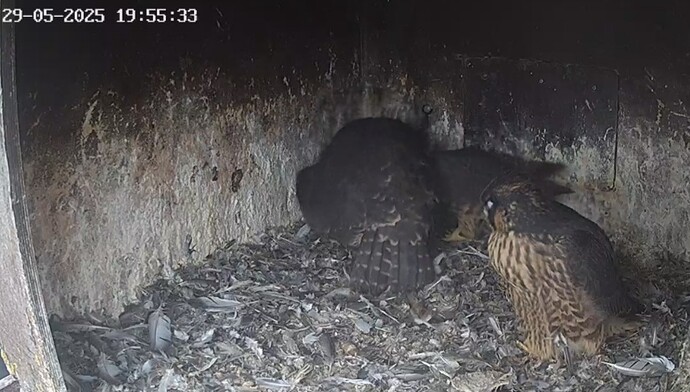 Screenshot_20250529_205006_Chrome