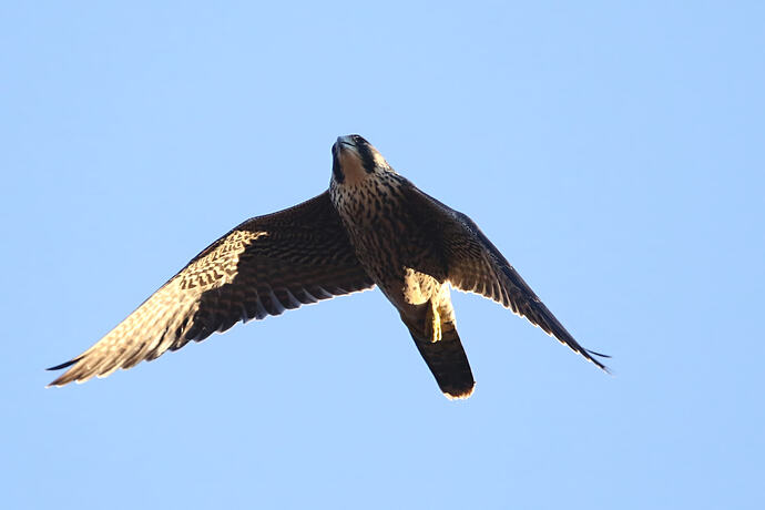 JUngfalke abends 12a
