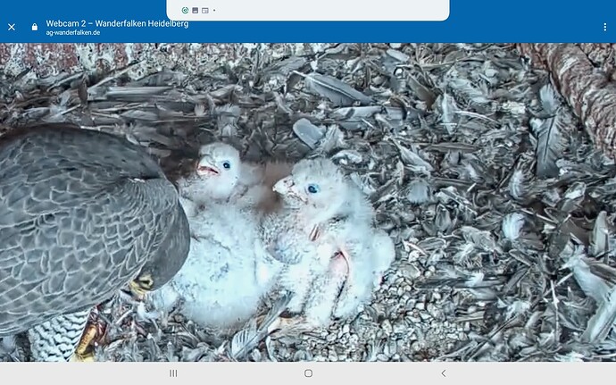Screenshot_20230429-170139_Chrome