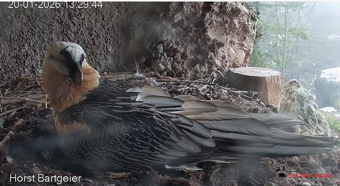 M polsterf Nest 20.01.26