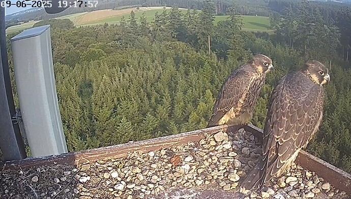 Screenshot_20250609_191826_Chrome