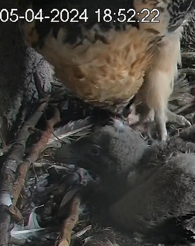 Screenshot_20240405_185234_Firefox