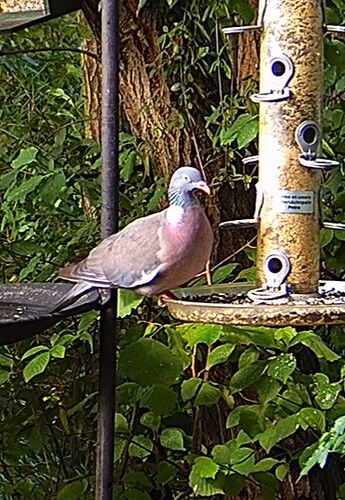 Ringeltaube 23.07.24