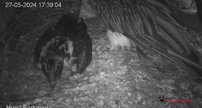 Screenshot_20240527_174010_Chrome