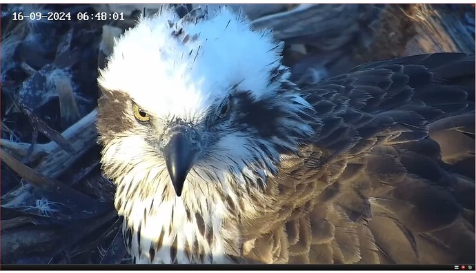 Screenshot 2024-09-15 232438