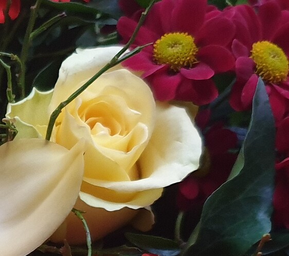 20230126_081628 Blume B