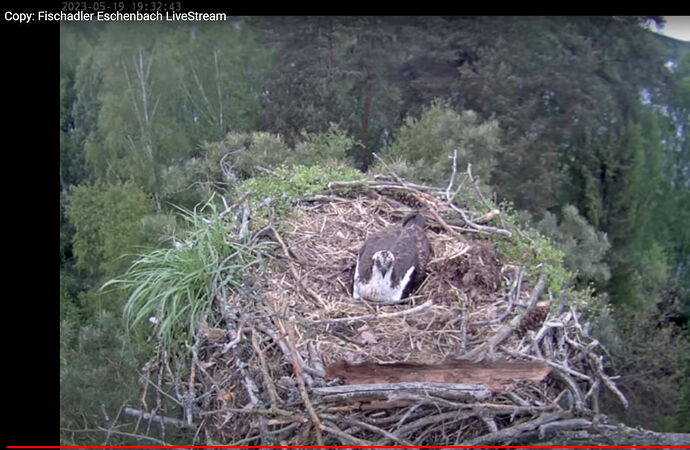 Snap_2023.05.19_19h33m14s_017_