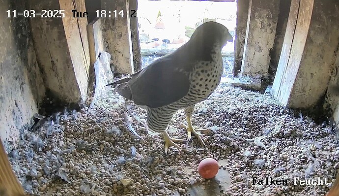 Screenshot_2025-03-11-17-14-48-181_com.android.chrome