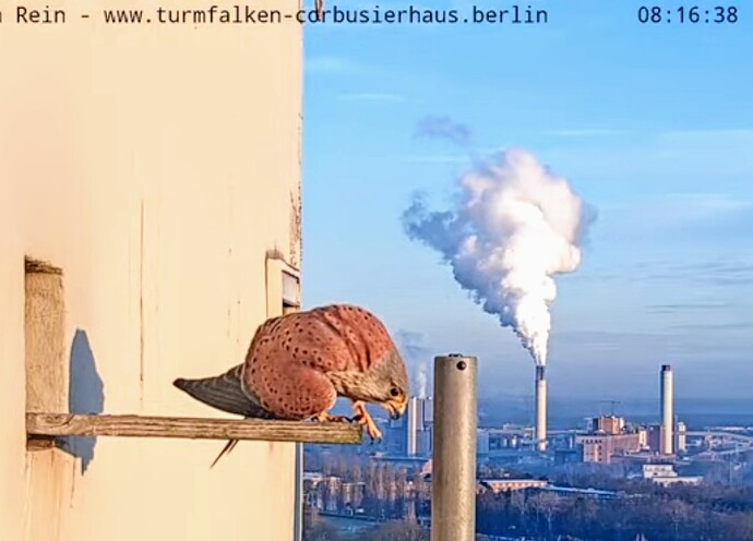 Screenshot_2025-02-03-09-33-03-596_com.google.android.youtube