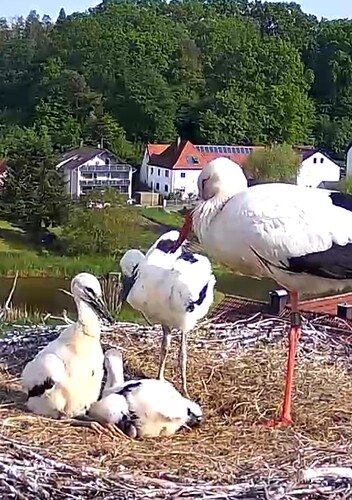 Screenshot_20230520-174953~2