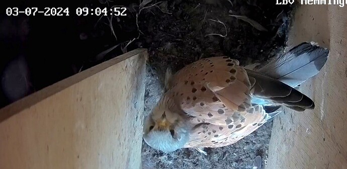 Screenshot_20240703_090604_Samsung Internet