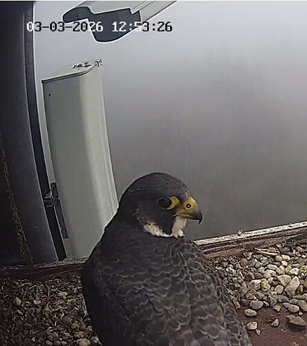 Screenshot_20260303_125328_Chrome