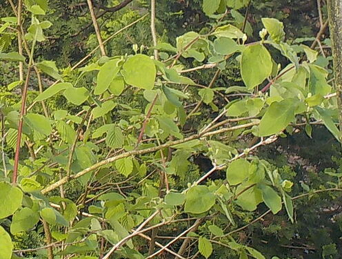 Snap_2025.04.23_08h55m22s_015_