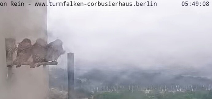 Screenshot_2024-06-19-05-54-52-694_com.google.android.youtube