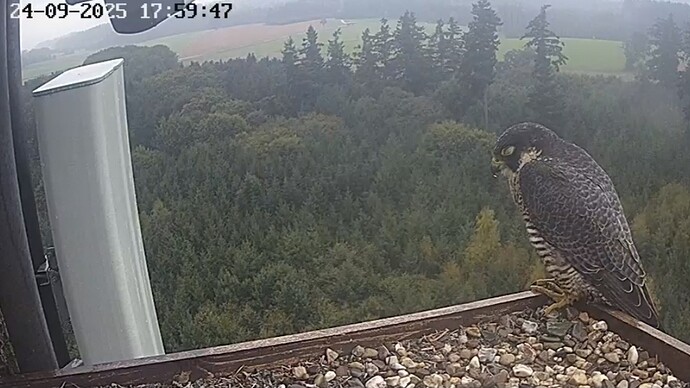 Screenshot_20250924_180008_Chrome