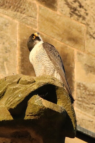 Falco Sonntagabend 6