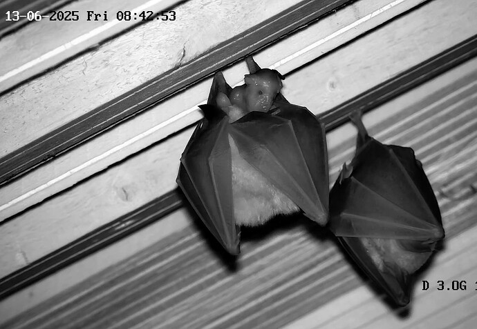 Screenshot (5385)