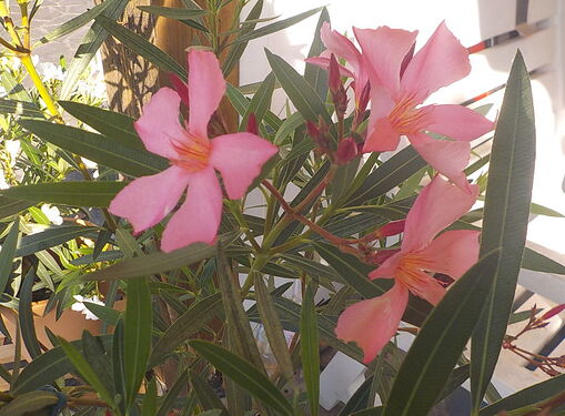 Snap_2026.06.21_08h31m08s_002_