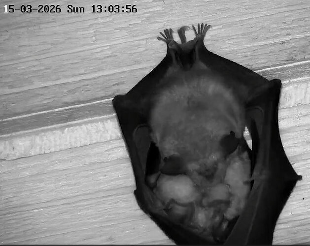 2026-03-15_1 Kugel in WG 2