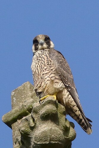 Jungfalke 5
