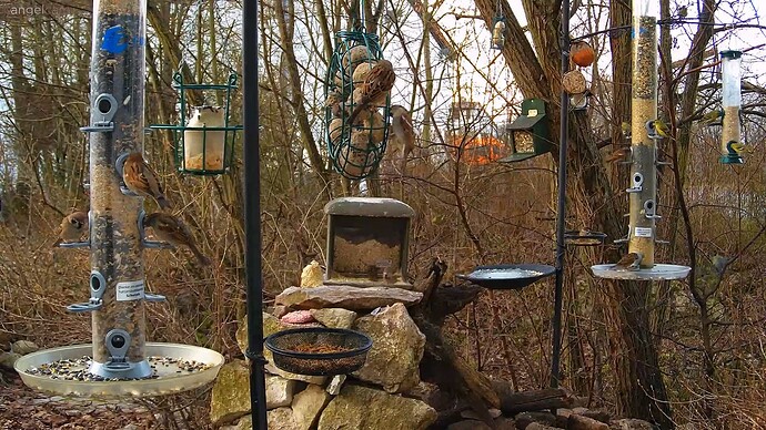 Spatzen und Erlenz 14.01.24