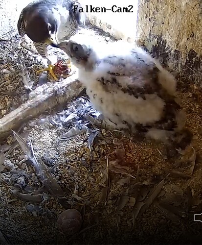 Screenshot_20230519_162852_Chrome