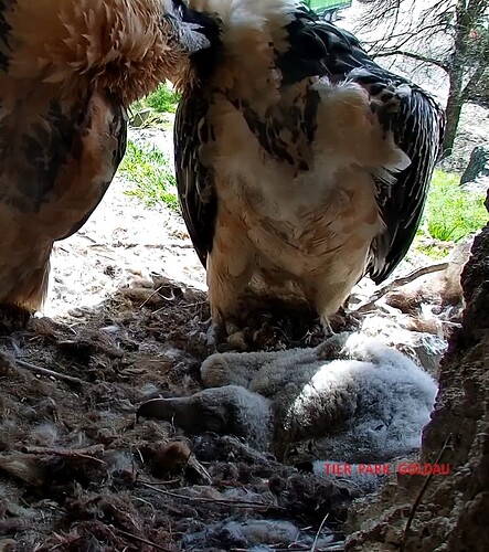 Screenshot_20250401-151640_Chrome