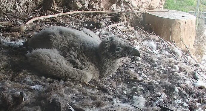 Allein zu Hause 2 13.04.24