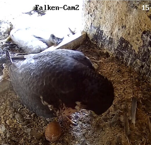 Screenshot_20230515-171854-01