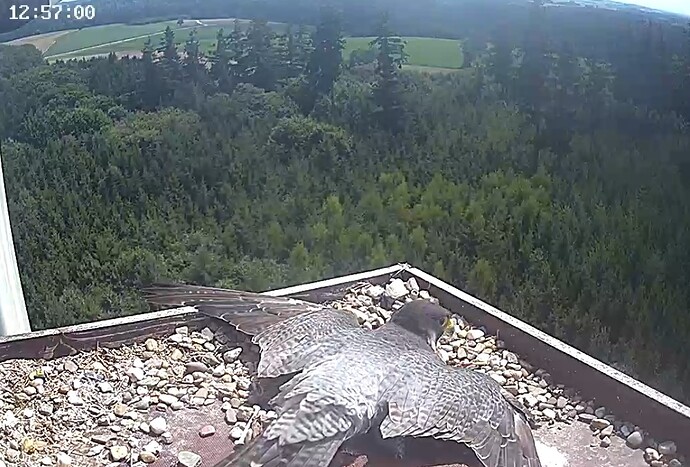 Screenshot_2025-08-06-12-57-03-943_com.android.chrome