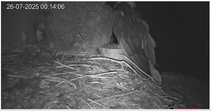 Screenshot_20250726-001510~2